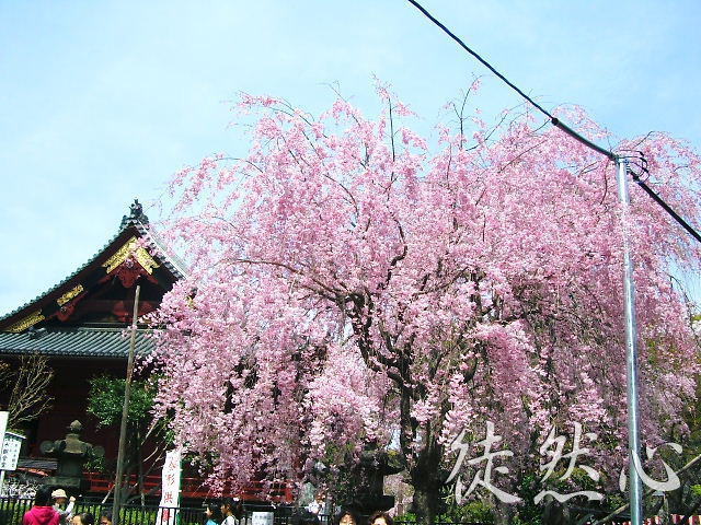 上野／清水堂わきの桜（4月上旬）