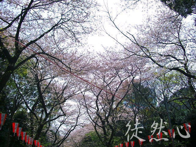 上野公園／桜2（2008年4月上旬）